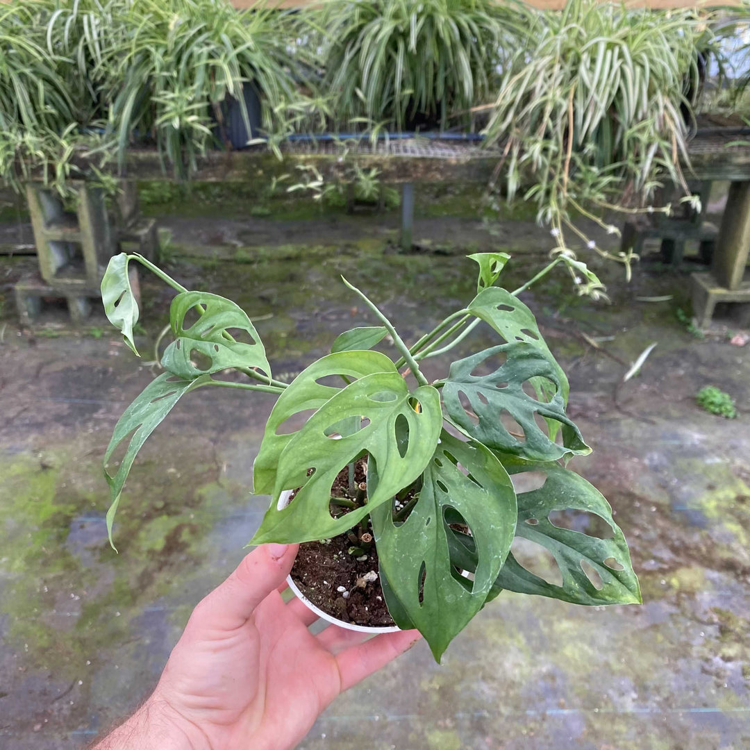 monstera adansonii friedrichsthalii Monstera adansonii subsp. friedrichsthalii
