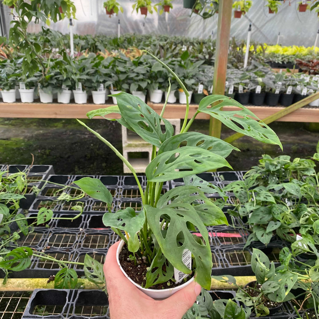 monstera adansonii syn. friedrichsthalii Monstera adansonii subsp. friedrichsthalii