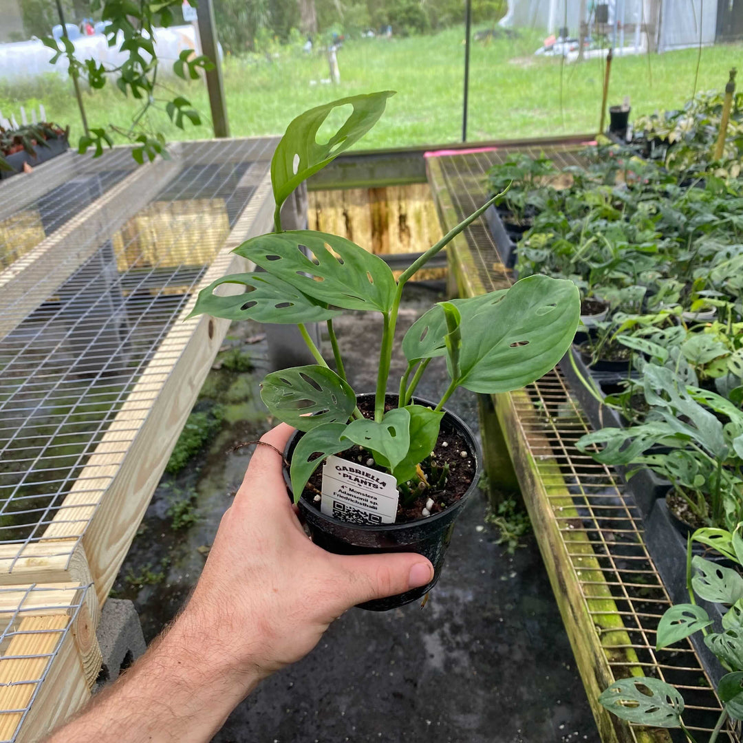monstera adansonii vs monstera friedrichsthalii Monstera adansonii subsp. friedrichsthalii