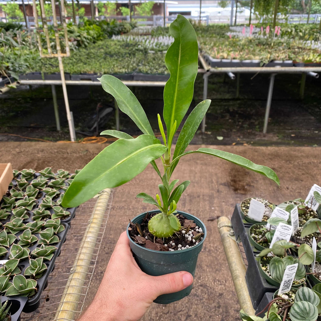 Gabriella Plants 4” Myrmephytum selebicum “Ant Plant”