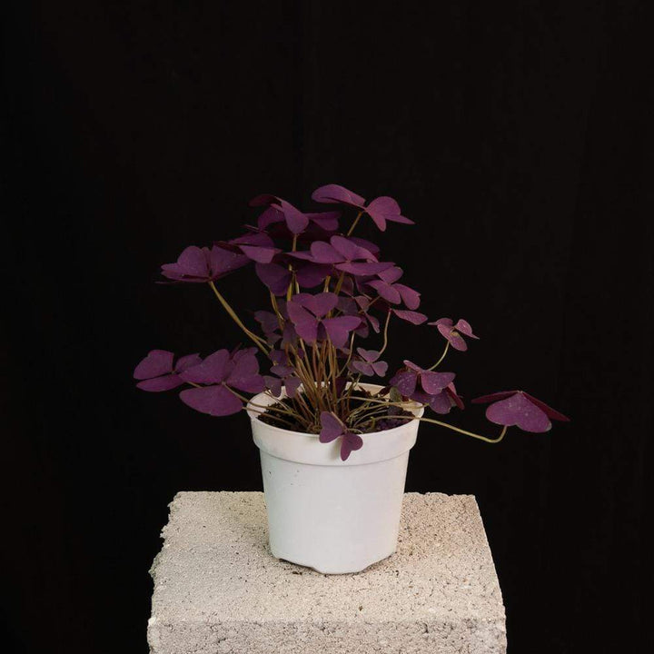 Gabriella Plants Other 4" Oxalis 'Purple Shamrock'