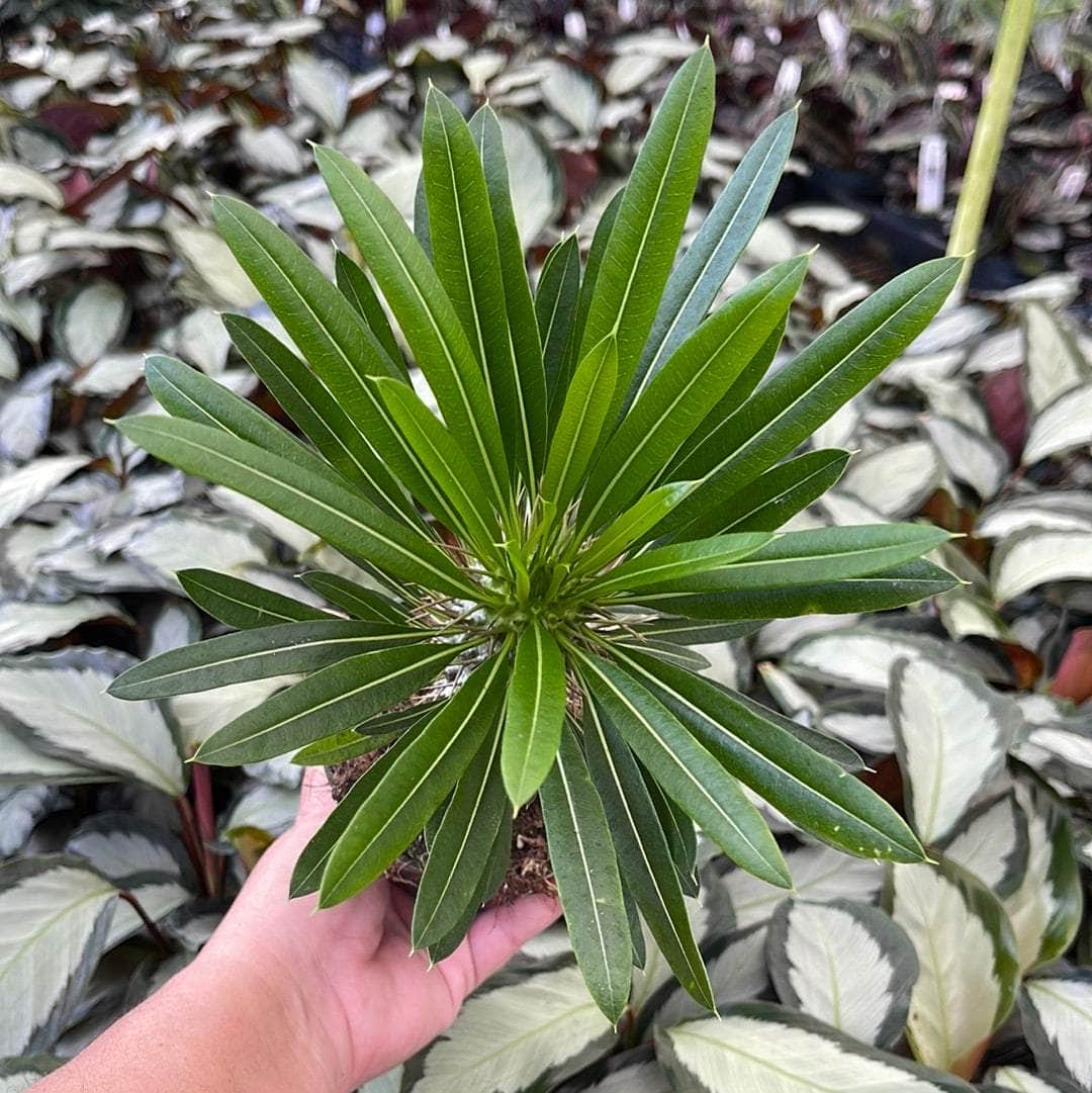 Gabriella Plants 4" Pachypodium lamerei "Madagascar Palm"