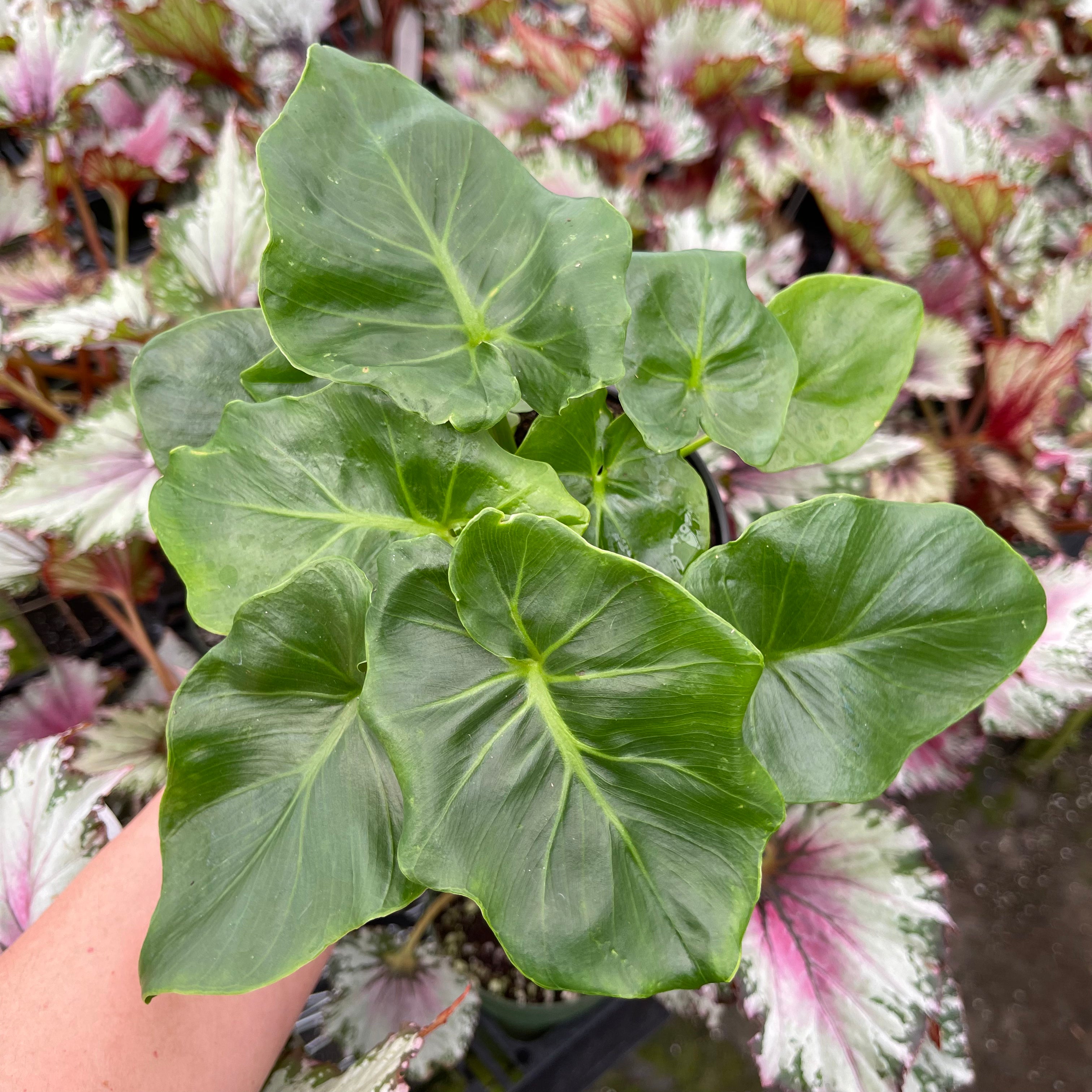 Gabriella Plants Philodendron bipinnatifidum Atom - Thumbnail 2