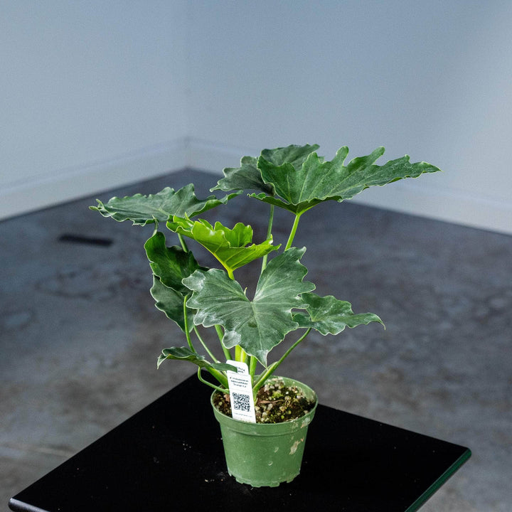 Gabriella Plants Philodendron 4" Philodendron bipinnatifidum 'Shangri-La'