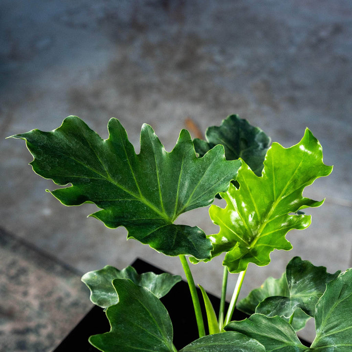 Gabriella Plants Philodendron 4" Philodendron bipinnatifidum 'Shangri-La'