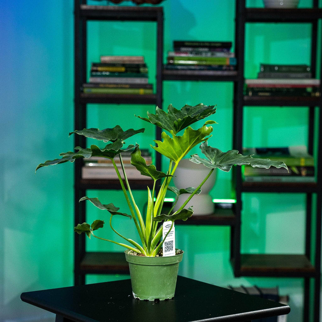 philodendron shangri la outdoors Philodendron bipinnatifidum 'Shangri-La'