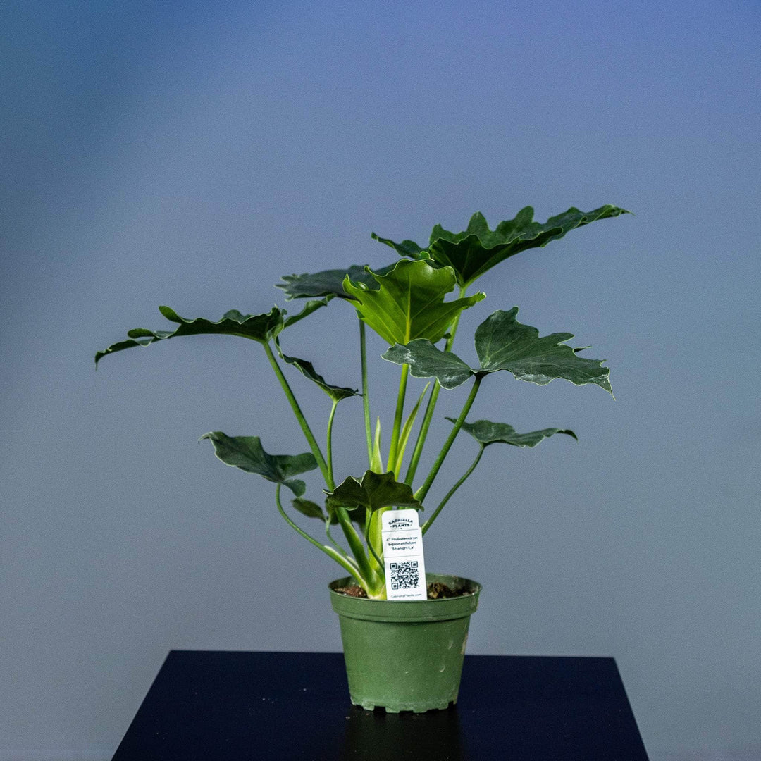 philodendron shangri la size Philodendron bipinnatifidum 'Shangri-La'
