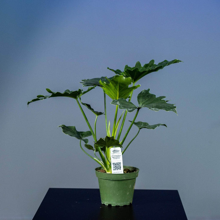 Gabriella Plants Philodendron 4" Philodendron bipinnatifidum 'Shangri-La'