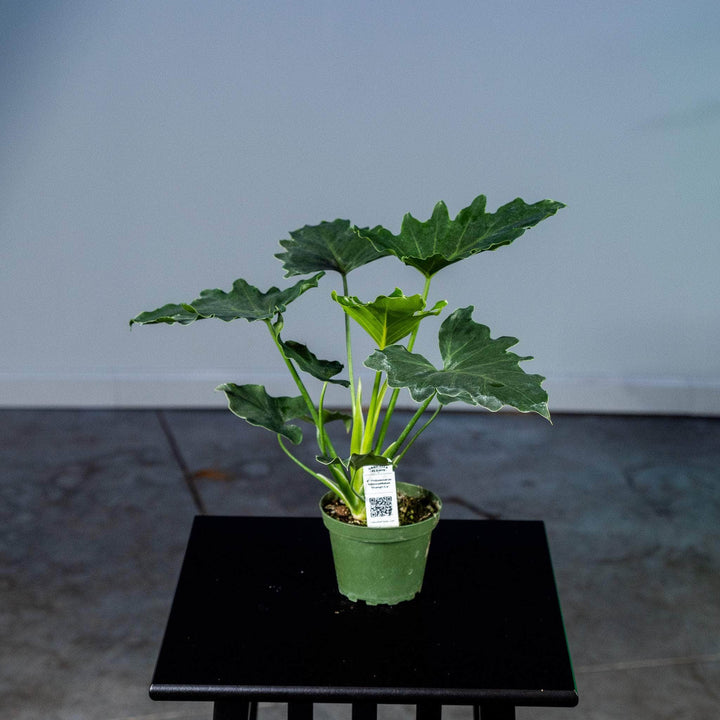 Gabriella Plants Philodendron 4" Philodendron bipinnatifidum 'Shangri-La'