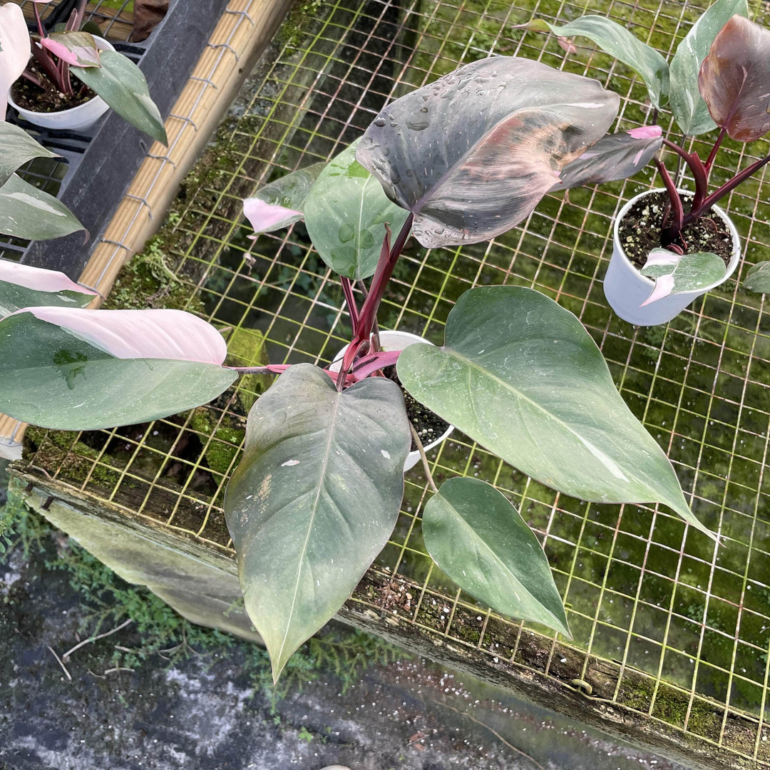 philodendron burgundy queen Philodendron Burgundy Princess - 4" (SCRATCH & DENT)
