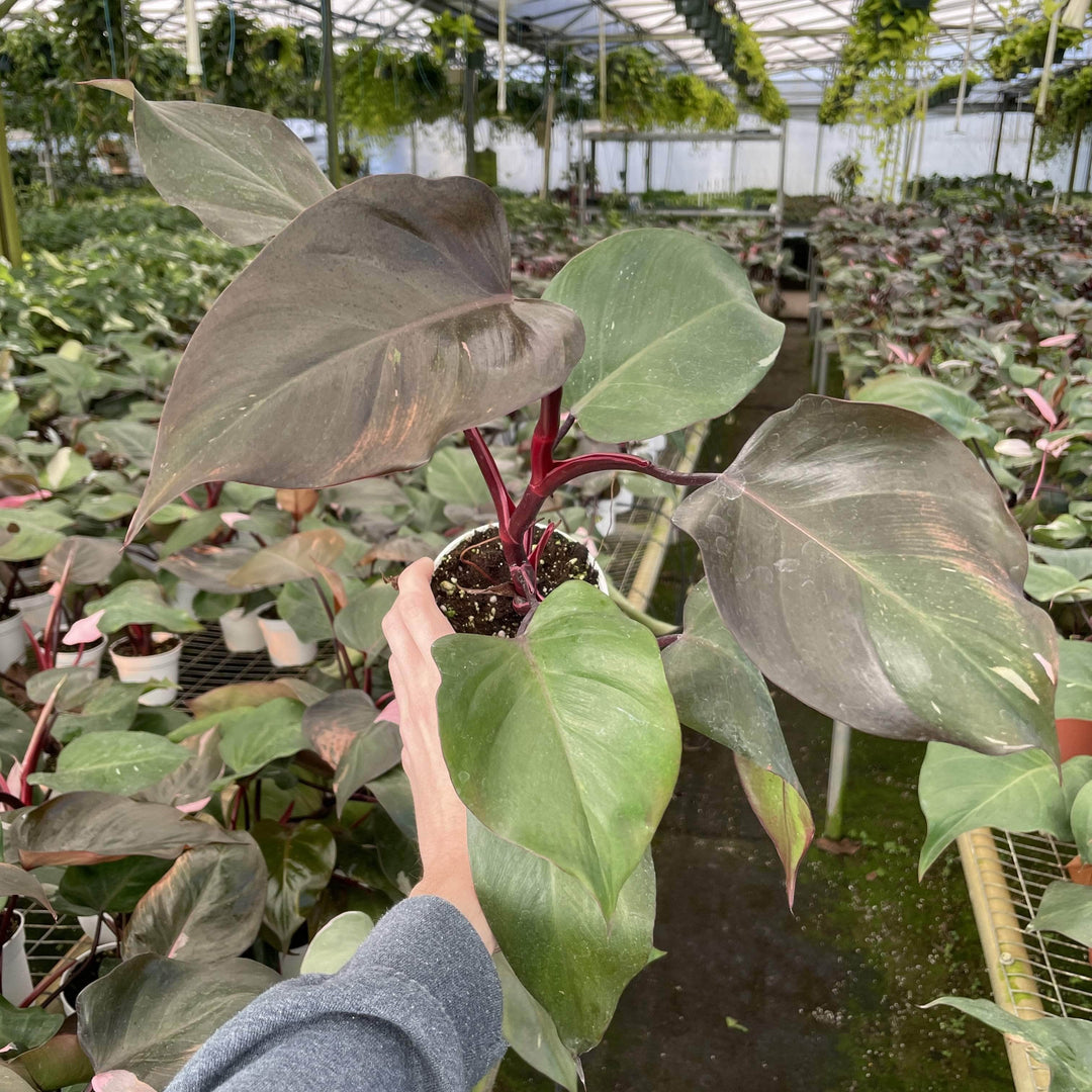 burgundy princess philodendron for sale Philodendron Burgundy Princess - 4" (SCRATCH & DENT)