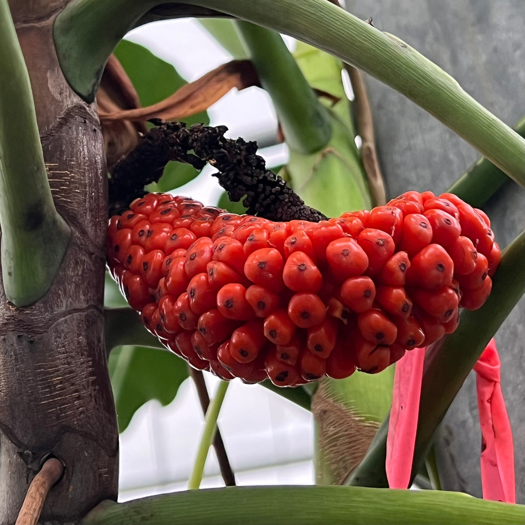philodendron fruit Philodendron corcovadense Seedling
