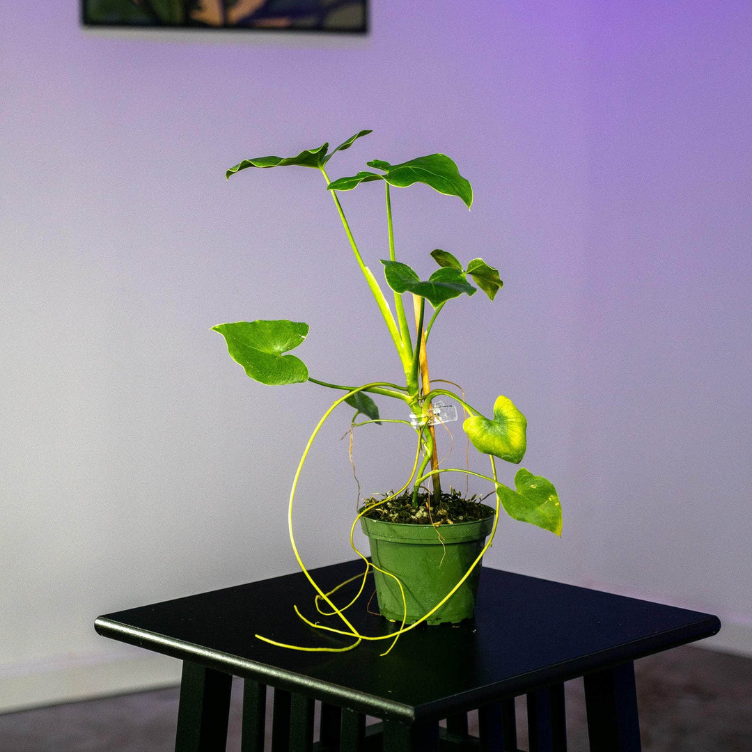 philodendron corcovadense Philodendron corcovadense Seedling
