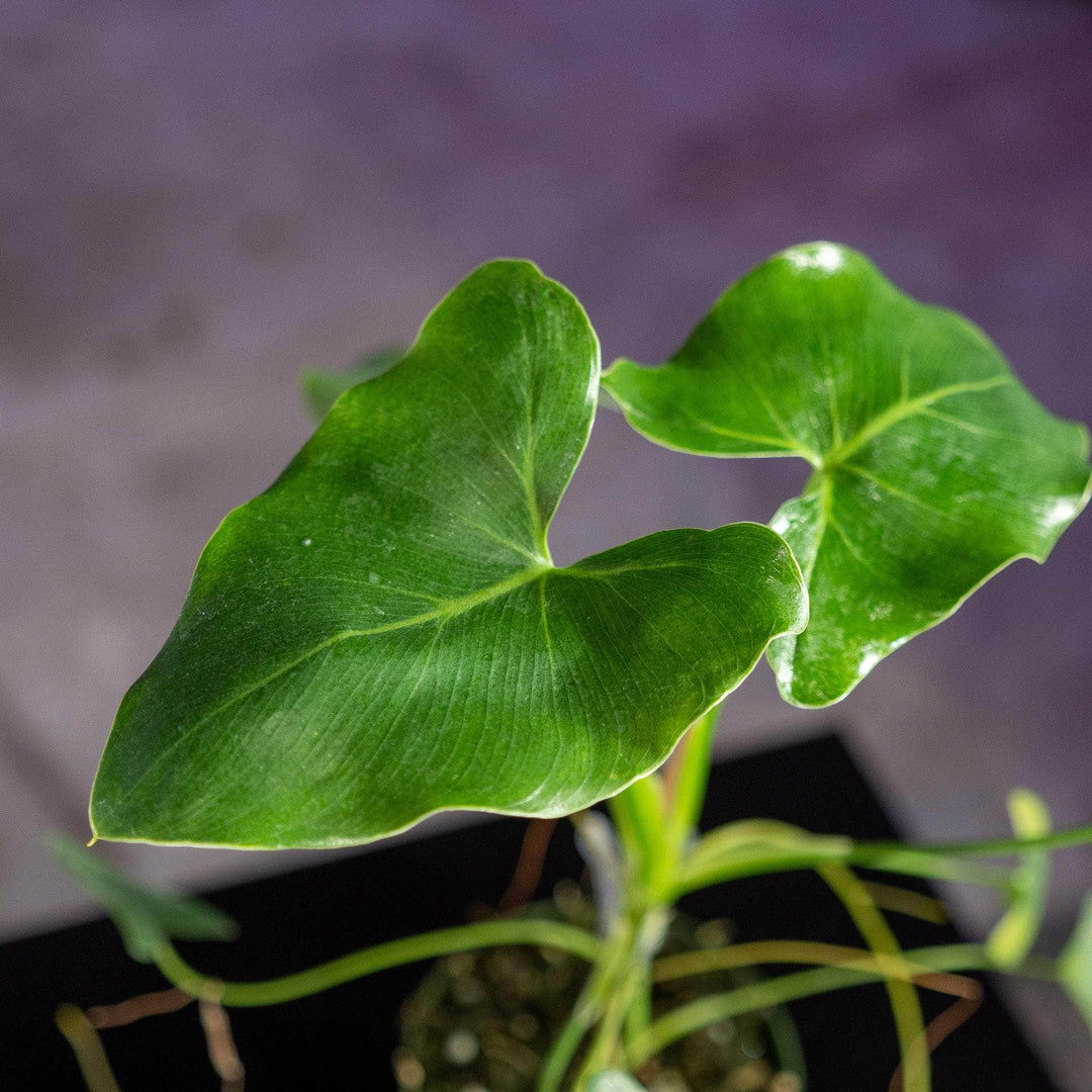 philodendron corcovadense Philodendron corcovadense Seedling