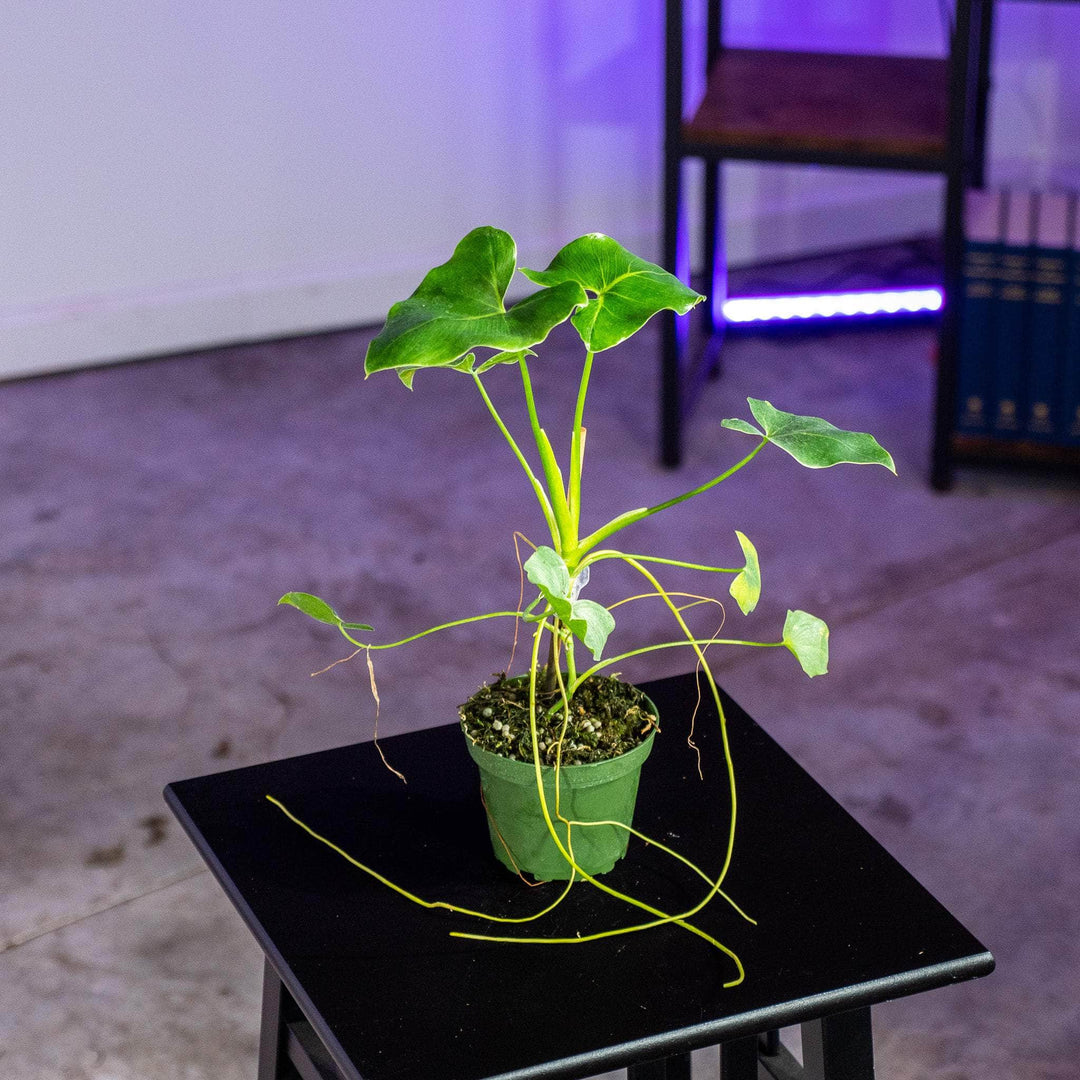 philodendron corcovada Philodendron corcovadense Seedling