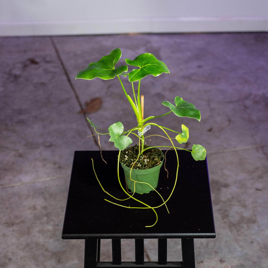 philodendron corcovadense Philodendron corcovadense Seedling