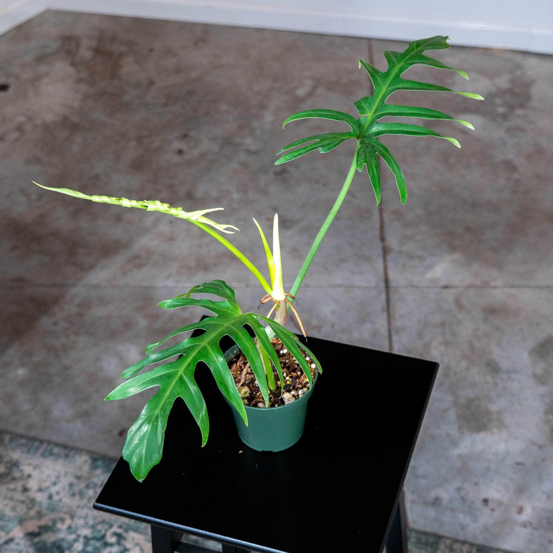 Philodendron elegans - Gabriella Plants