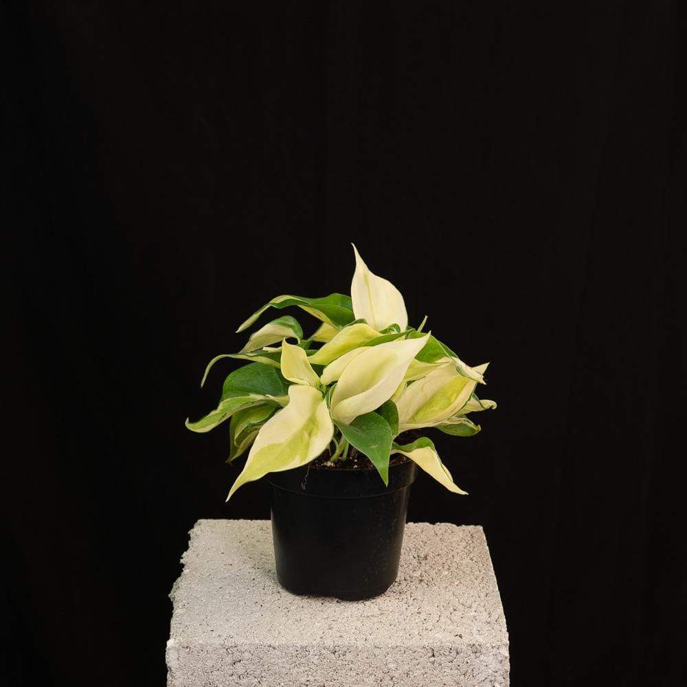 philodendron sport Philodendron hederaceum 'Gabby' - 4"