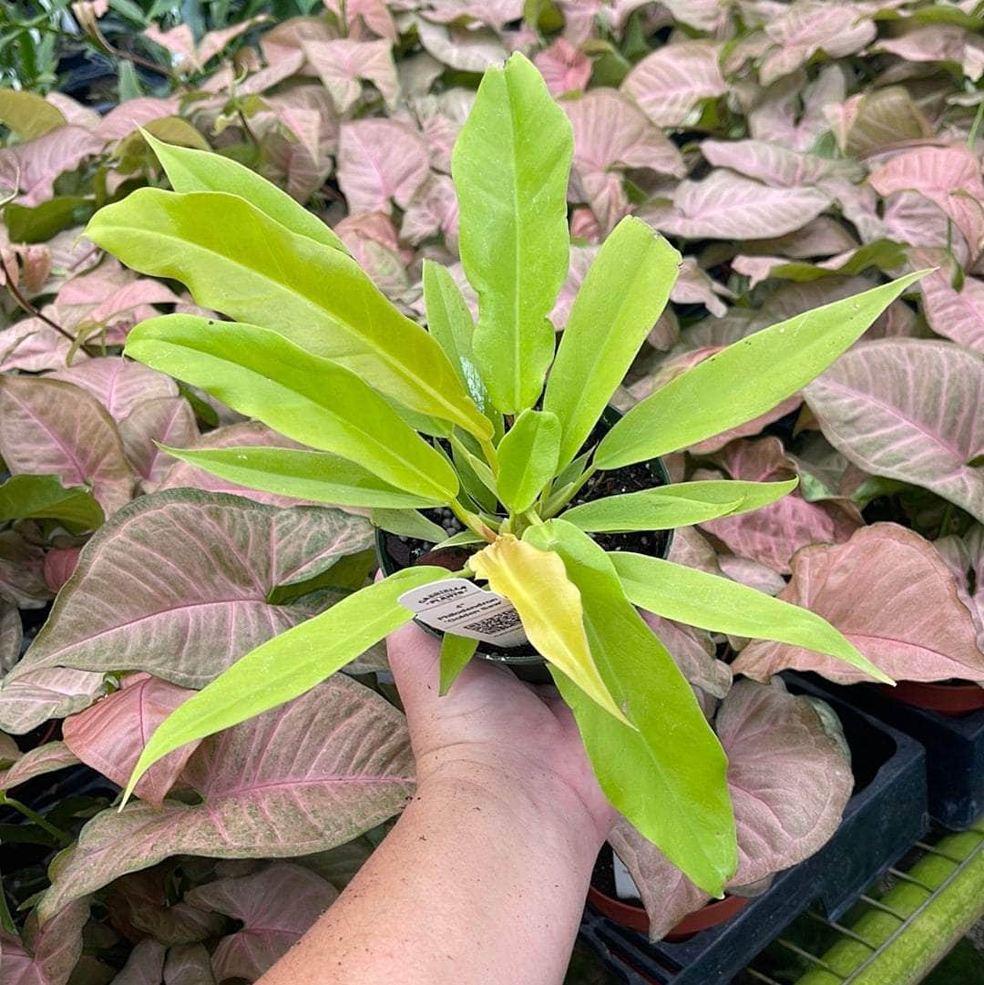 Gabriella Plants Philodendron 4" Philodendron 'Golden Saw'