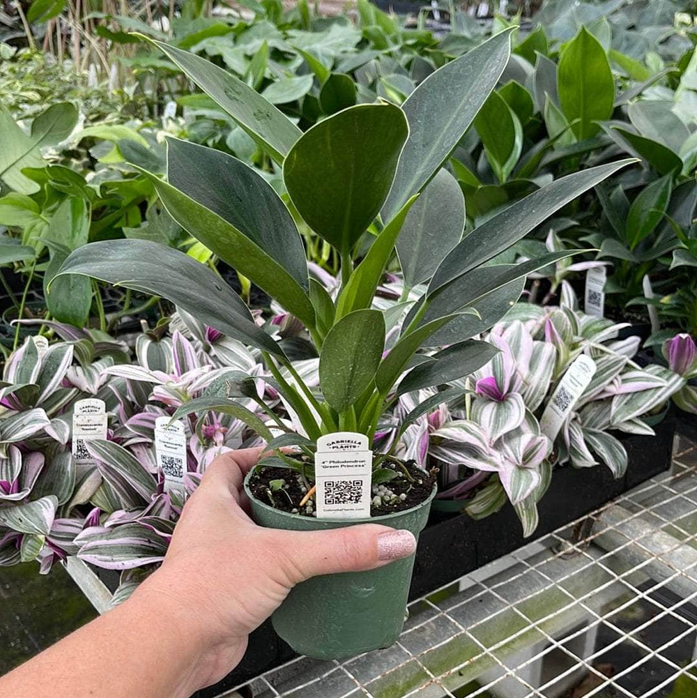 philodendron green princess name Philodendron 'Green Princess'