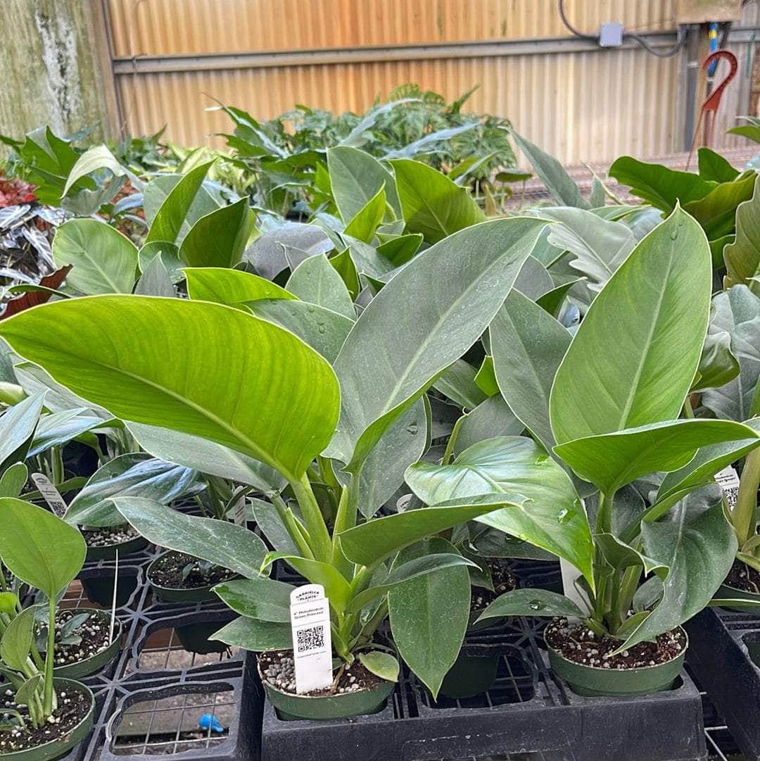 philodendron green princess vs green congo Philodendron 'Green Princess'