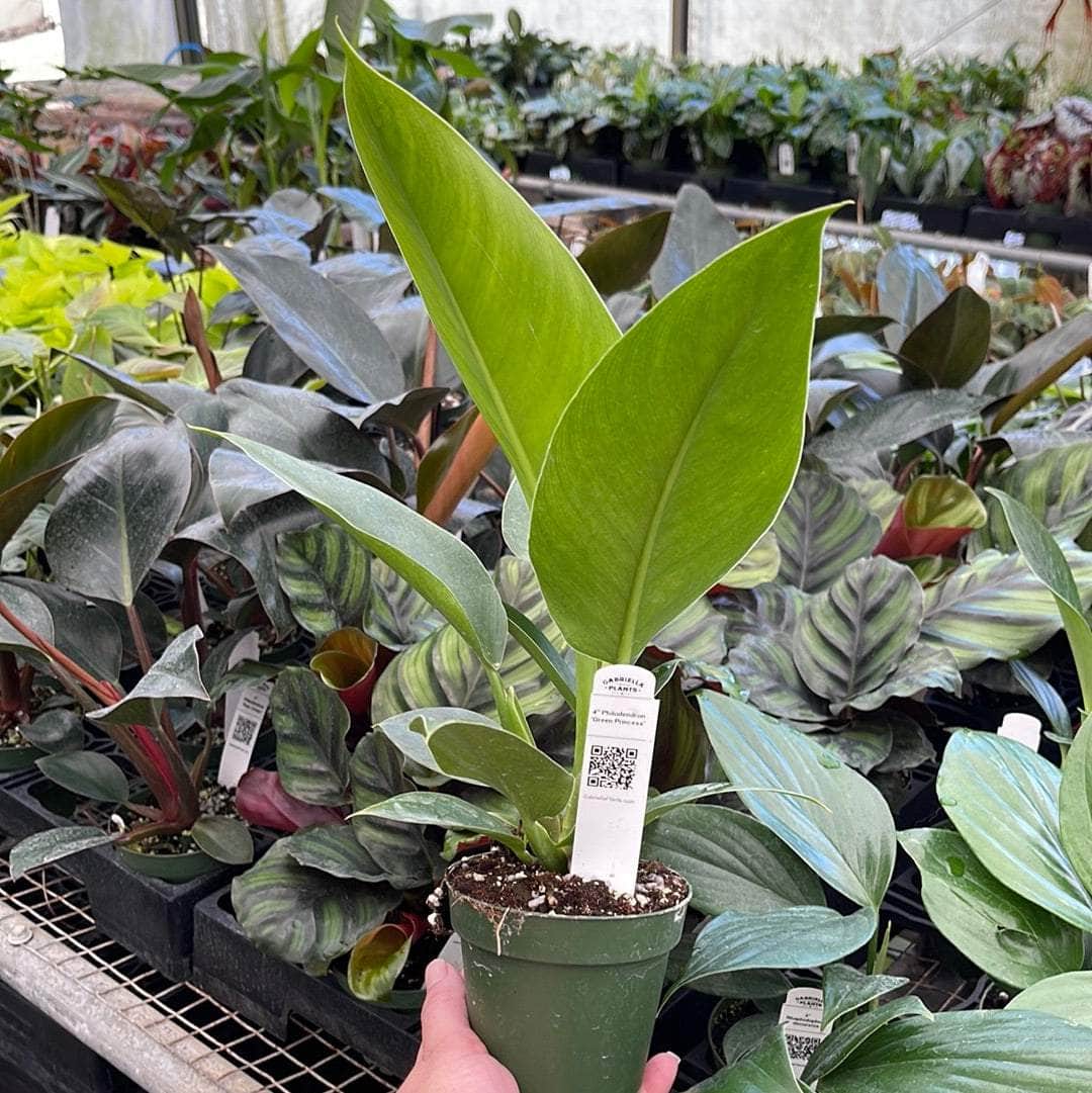 philodendron green princess scientific name Philodendron 'Green Princess'