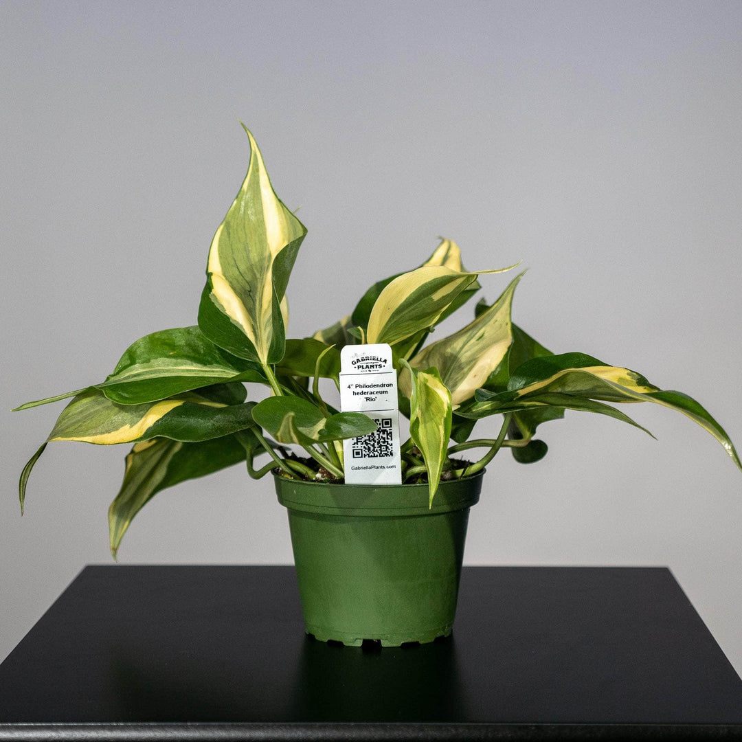 philodendron cordatum vs hederaceum Philodendron hederaceum 'Rio' - 4"