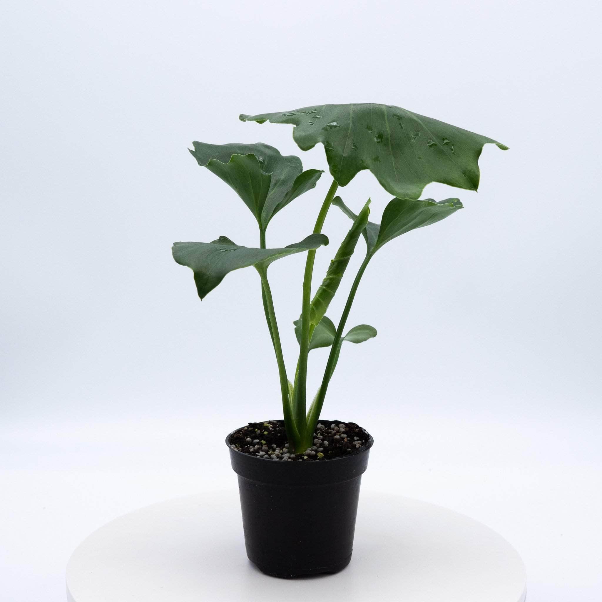 Gabriella Plants Philodendron 4" Philodendron Hope