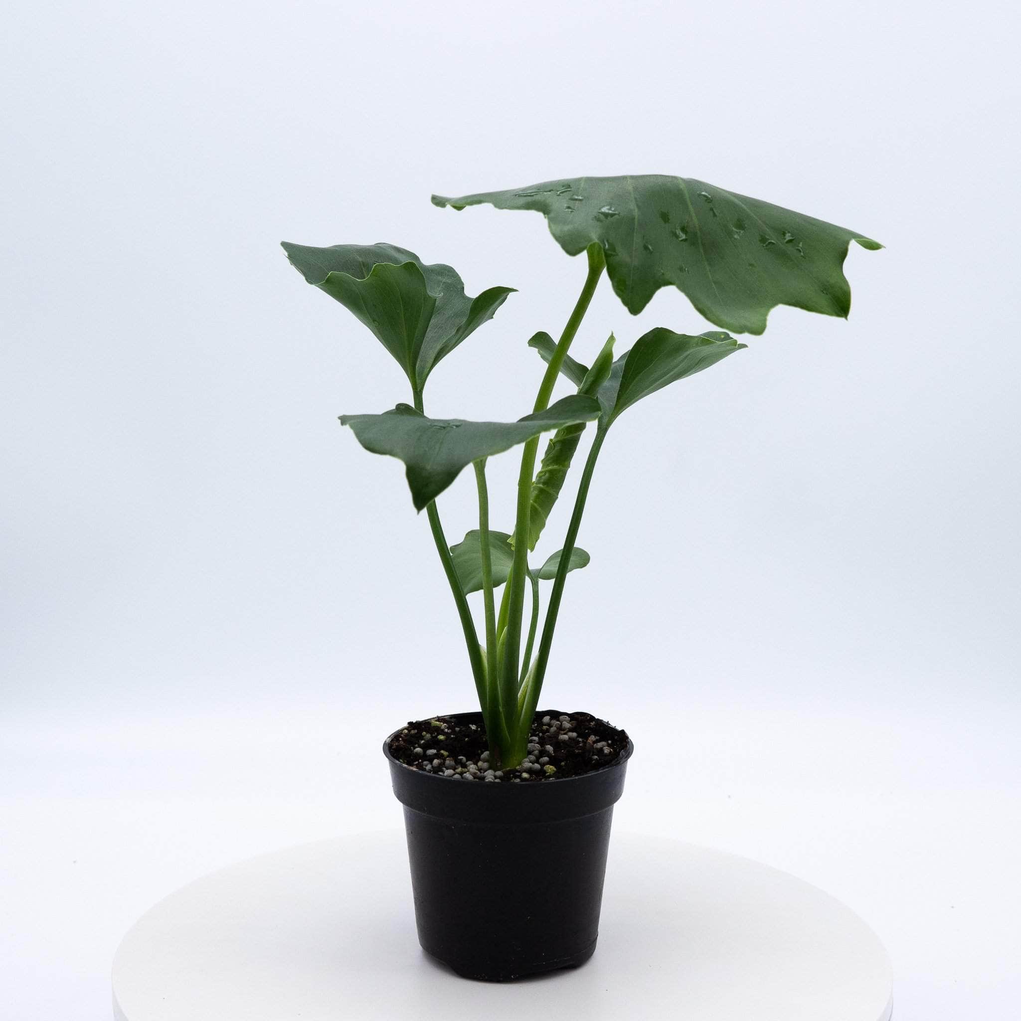 Gabriella Plants Philodendron 4" Philodendron Hope