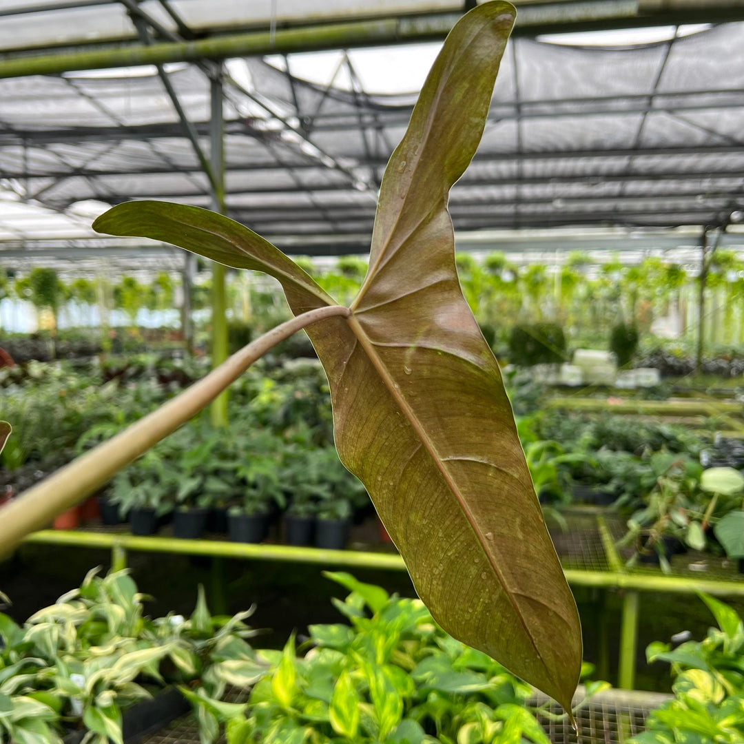 mexicanum philodendron Philodendron mexicanum