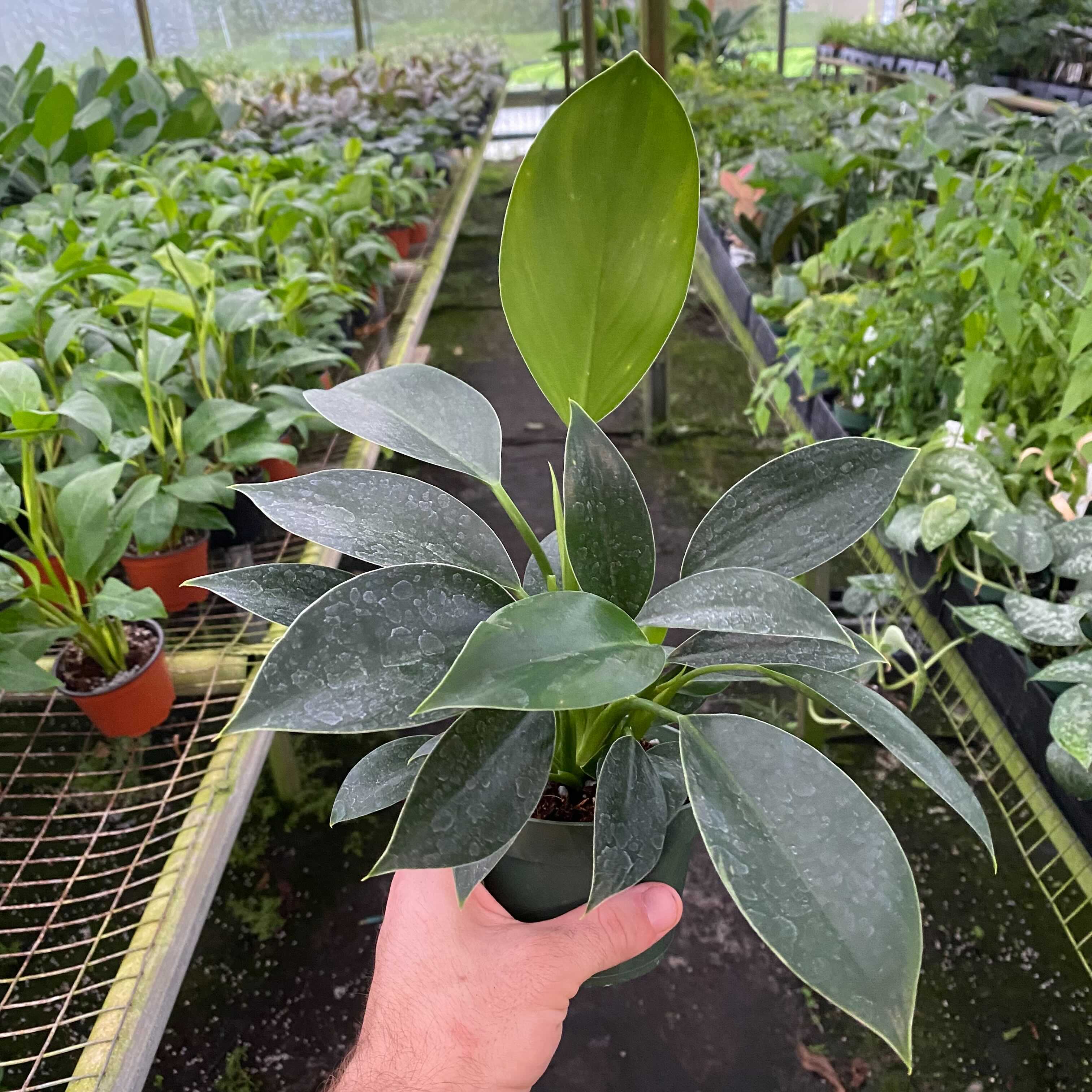 philodendron green princess vs mia Philodendron 'Mia'