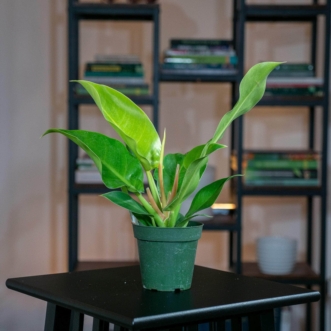 mature philodendron moonlight Philodendron 'Moonlight'