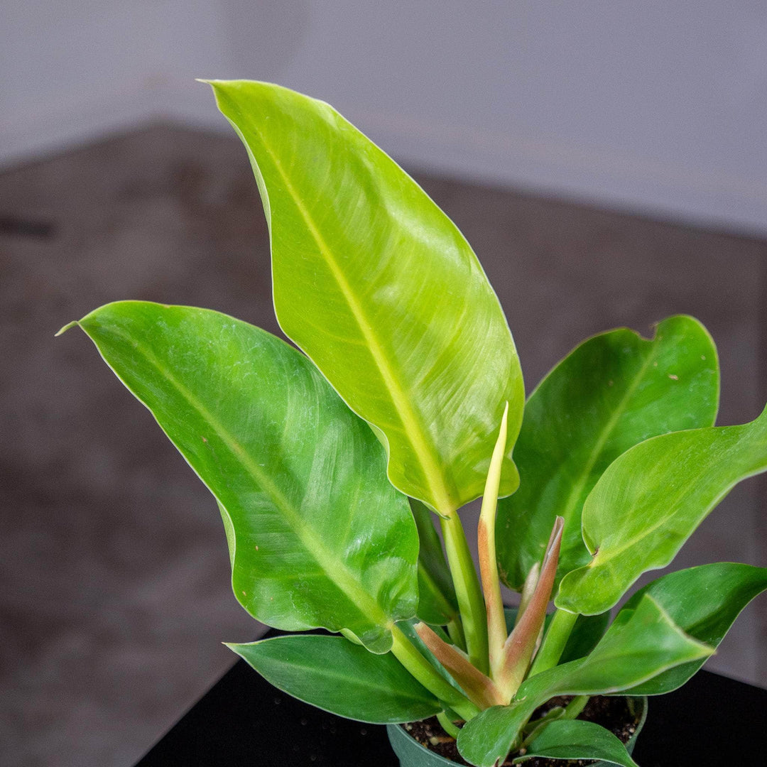 Gabriella Plants Philodendron 4" Philodendron 'Moonlight'