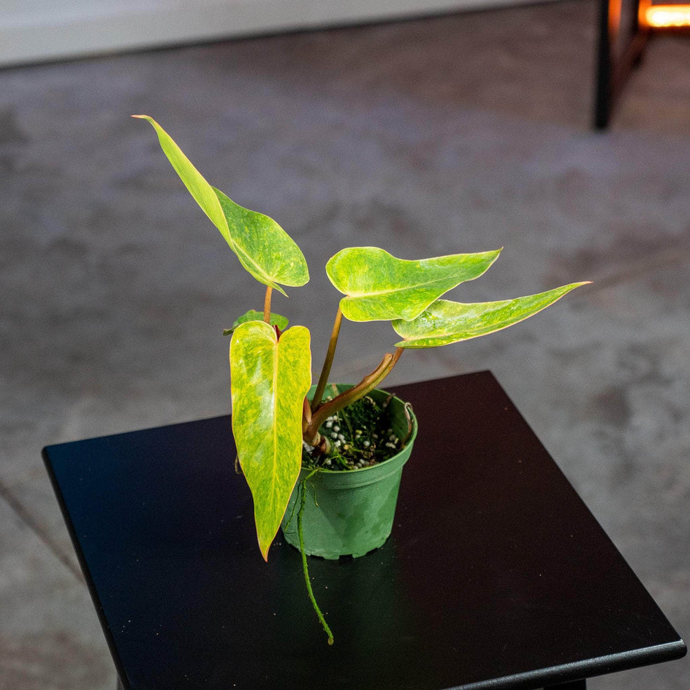 Gabriella Plants Philodendron 4" Philodendron 'Painted Lady'