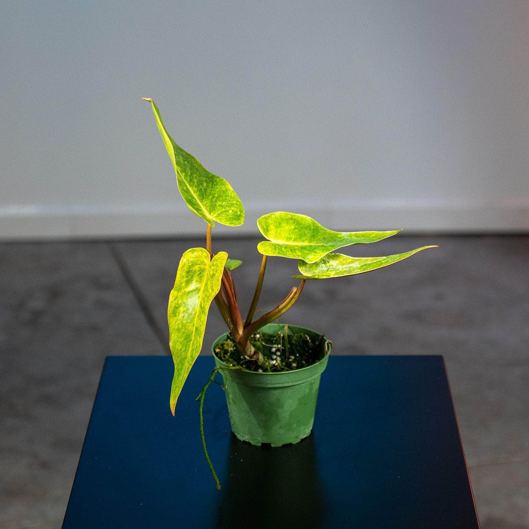 philodendron painted lady mature Philodendron 'Painted Lady'