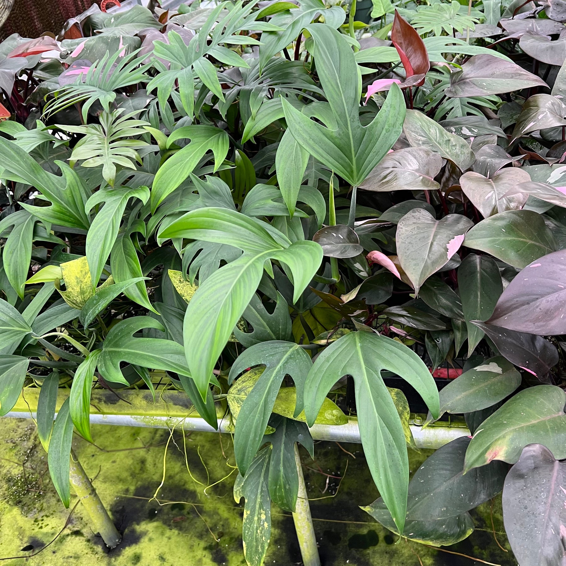 philodendron panduriforme common name Philodendron panduriforme
