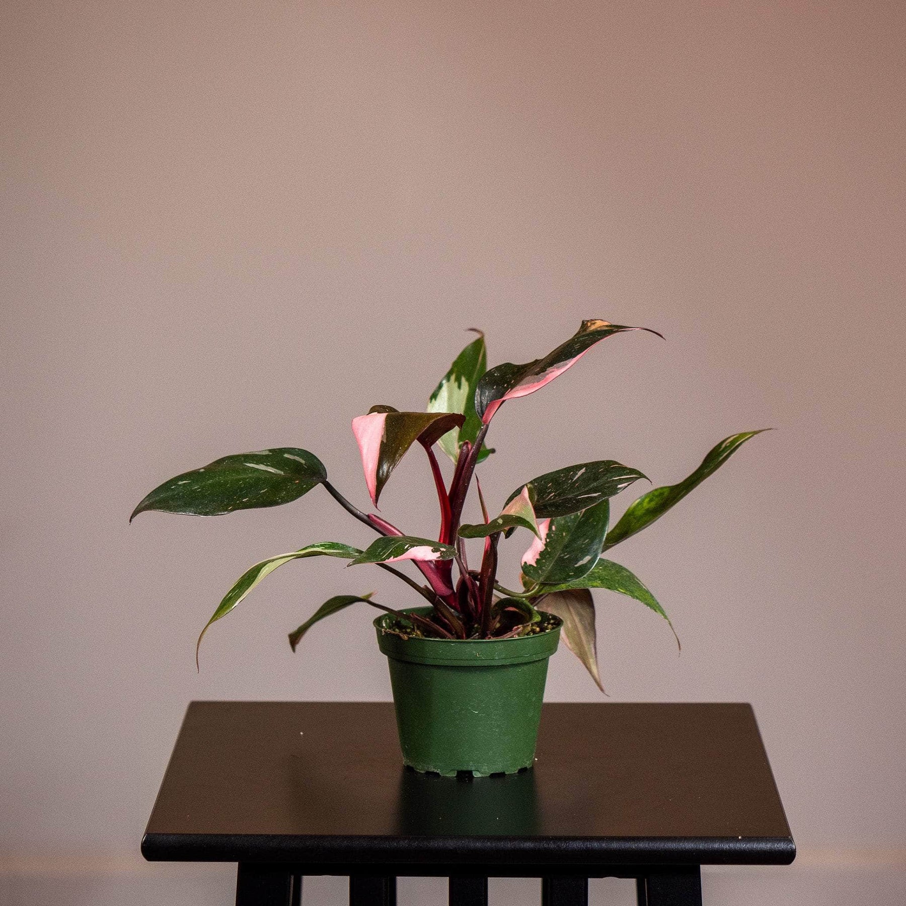 pink princess philodendron nursery Philodendron Pink Princess - 4"
