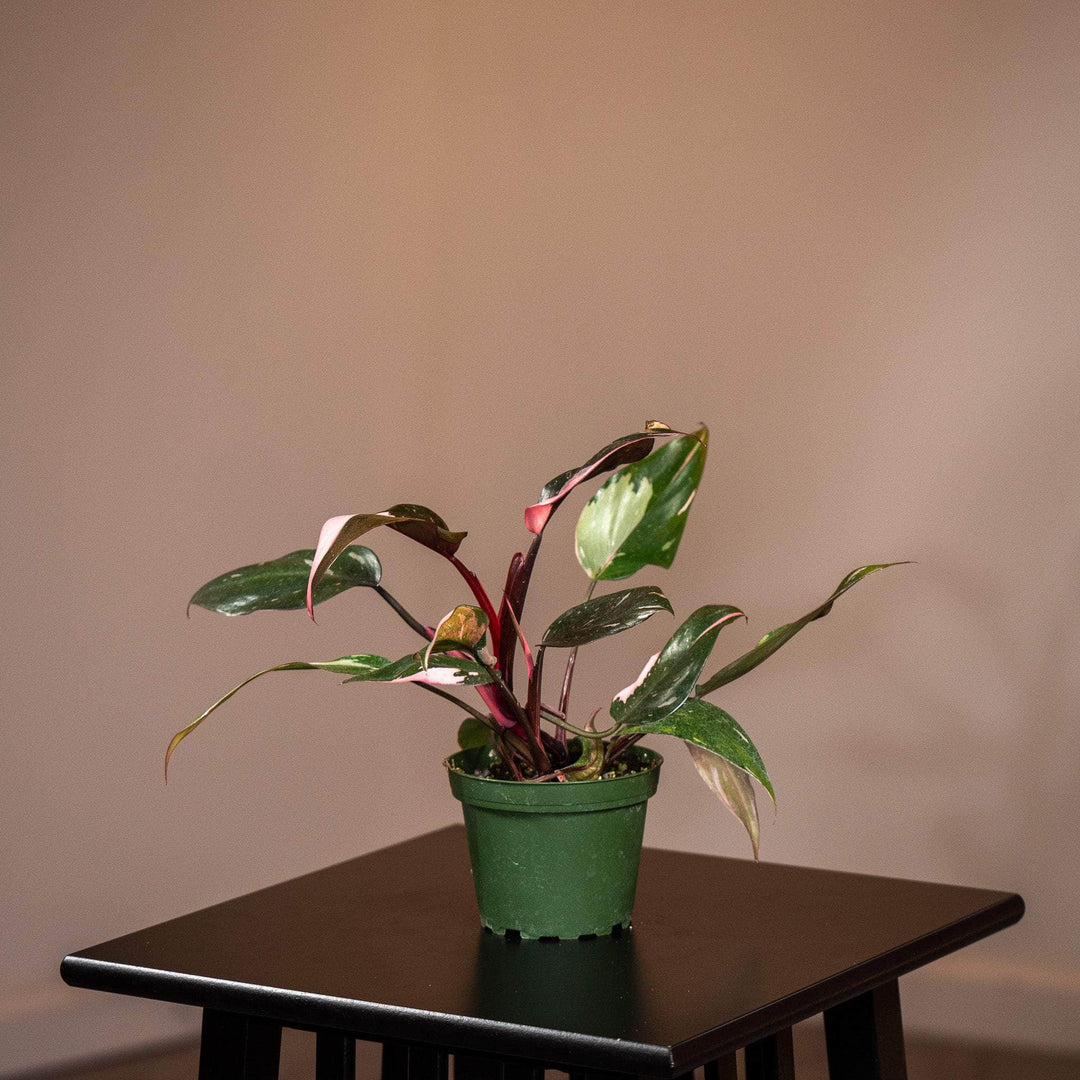 pink princess indoor plant Philodendron Pink Princess - 4"