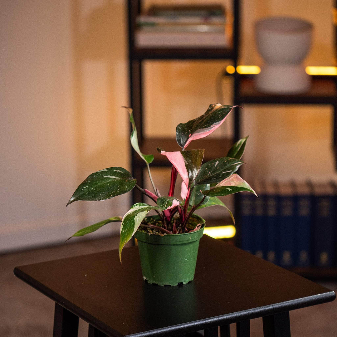 bella philodendron pink princess Philodendron Pink Princess - 4"