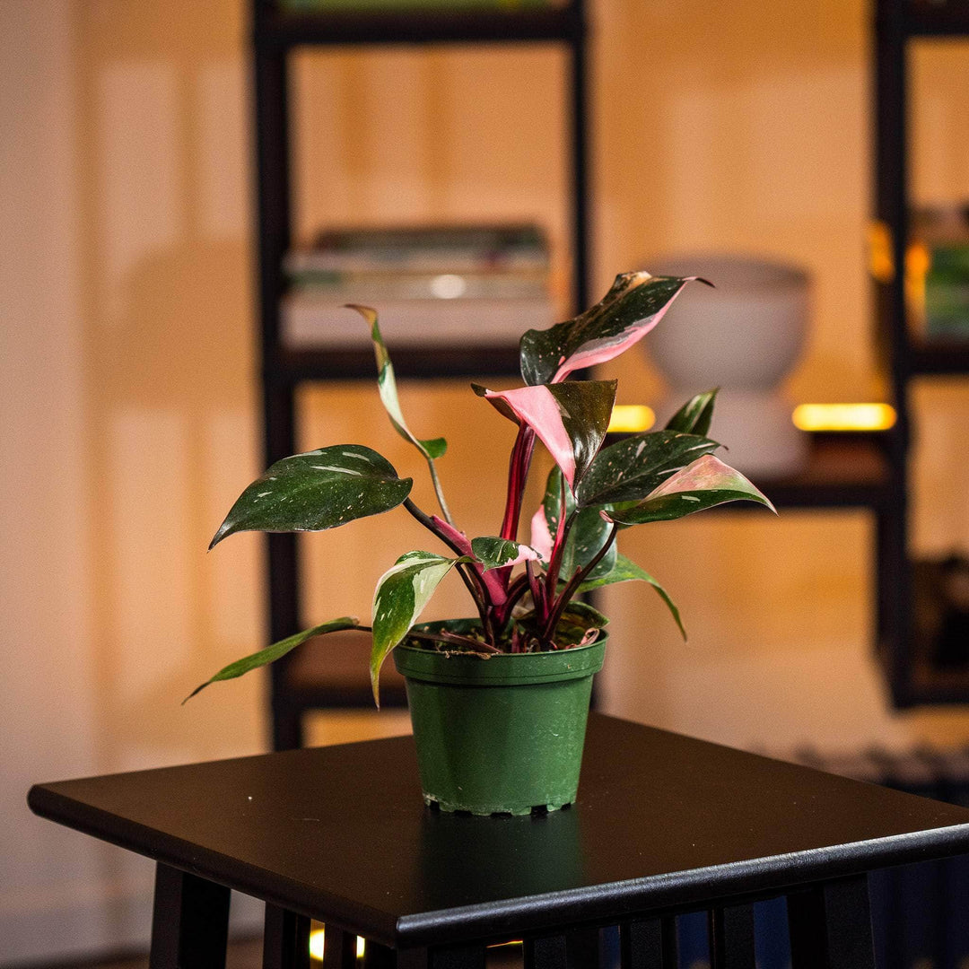 pink princess philodendron growth Philodendron Pink Princess - 4"