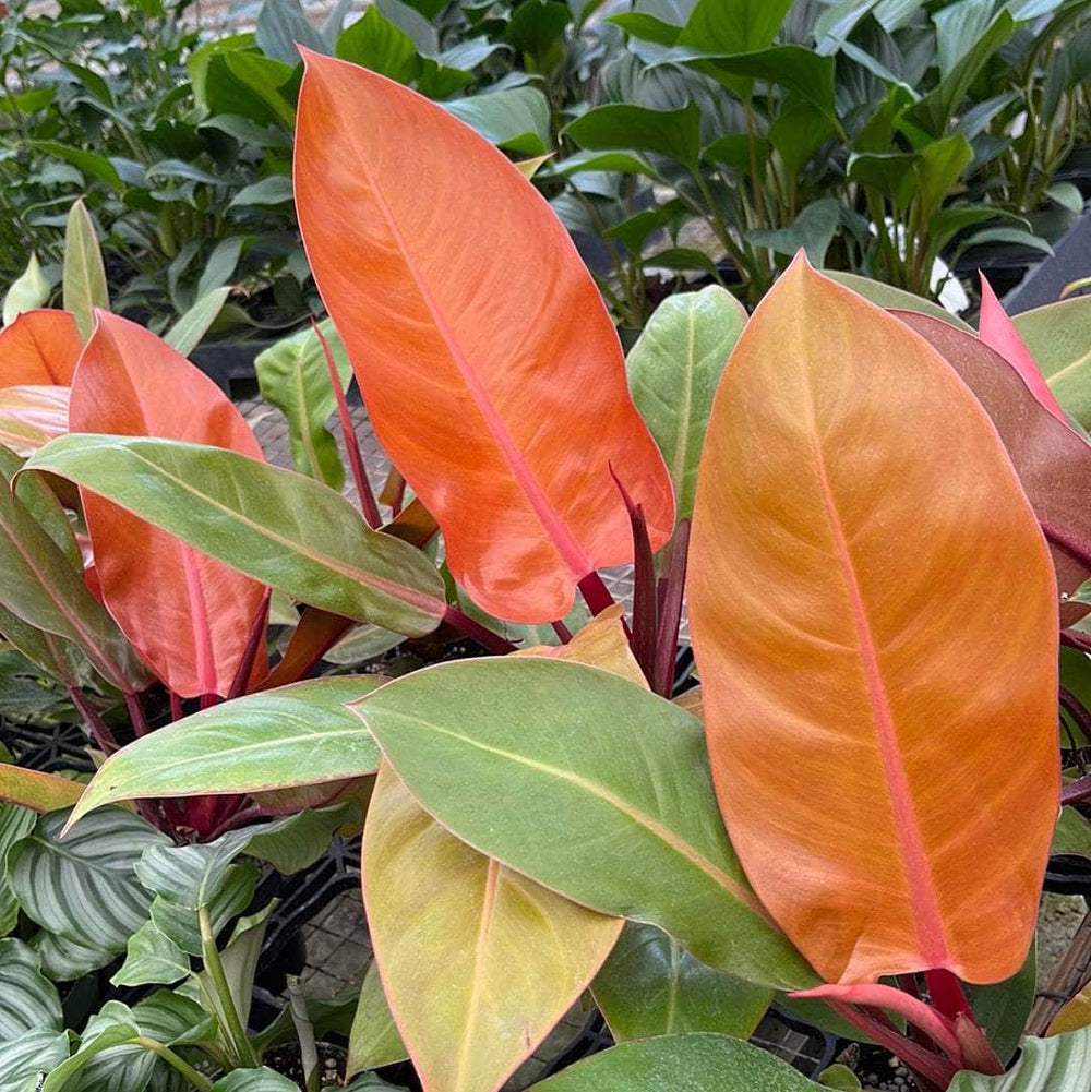 large philodendron prince of orange Philodendron 'Prince of Orange'
