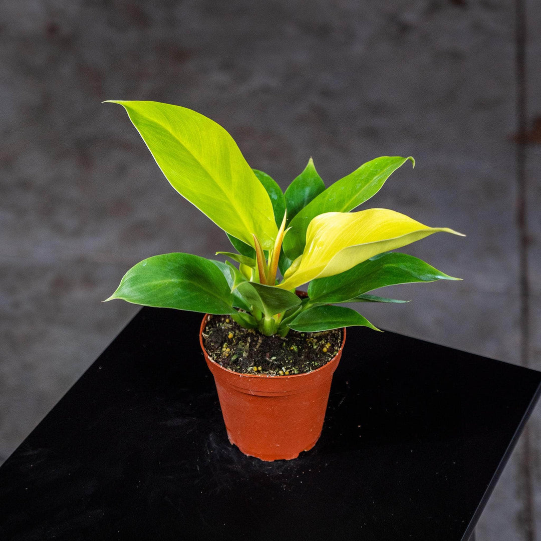 philodendron prem pgh Philodendron 'Rush'