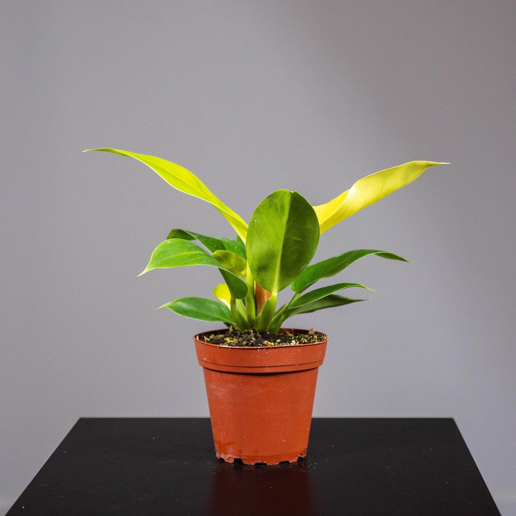philodendron rush Philodendron 'Rush'