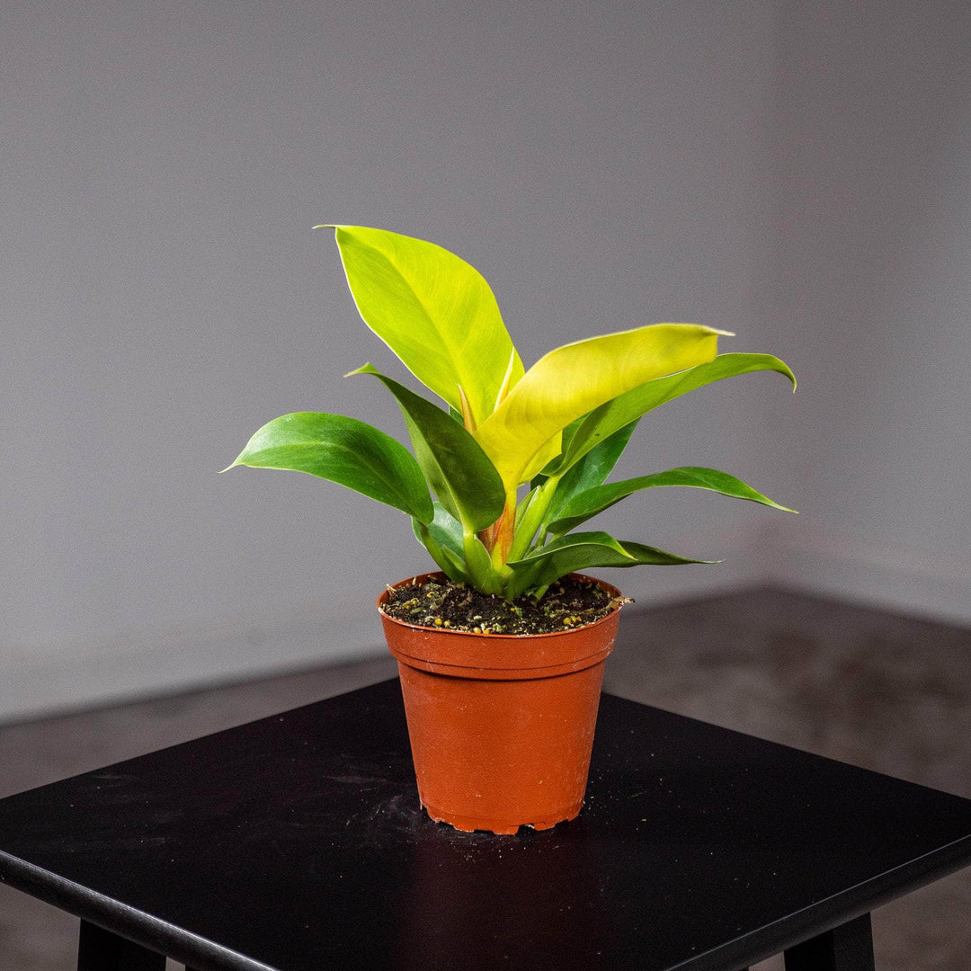philodendron coffee Philodendron 'Rush'