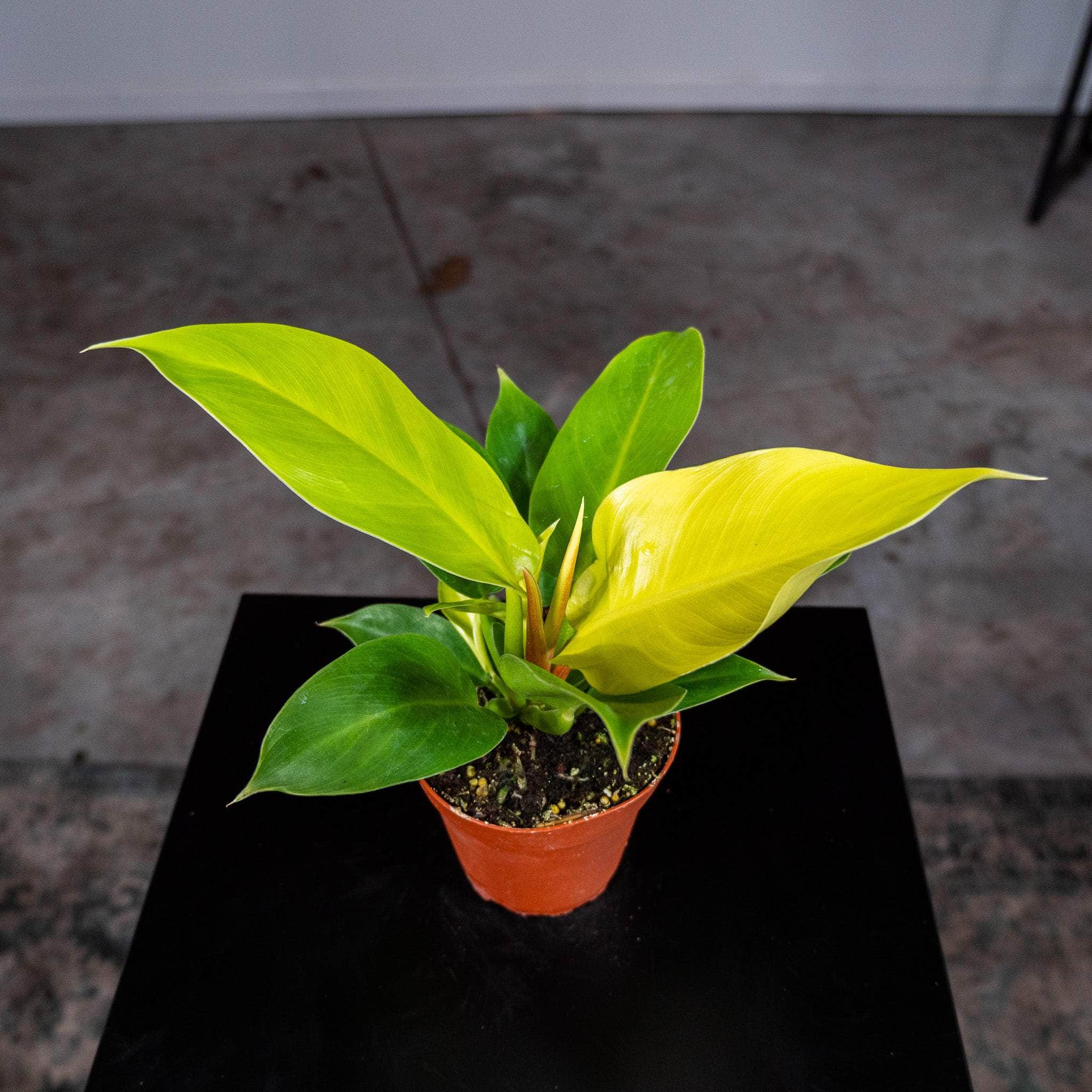 philodendron rush care Philodendron 'Rush'
