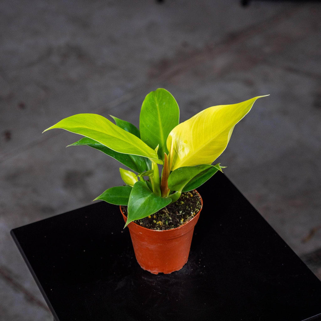 philodendron pulchrum Philodendron 'Rush'