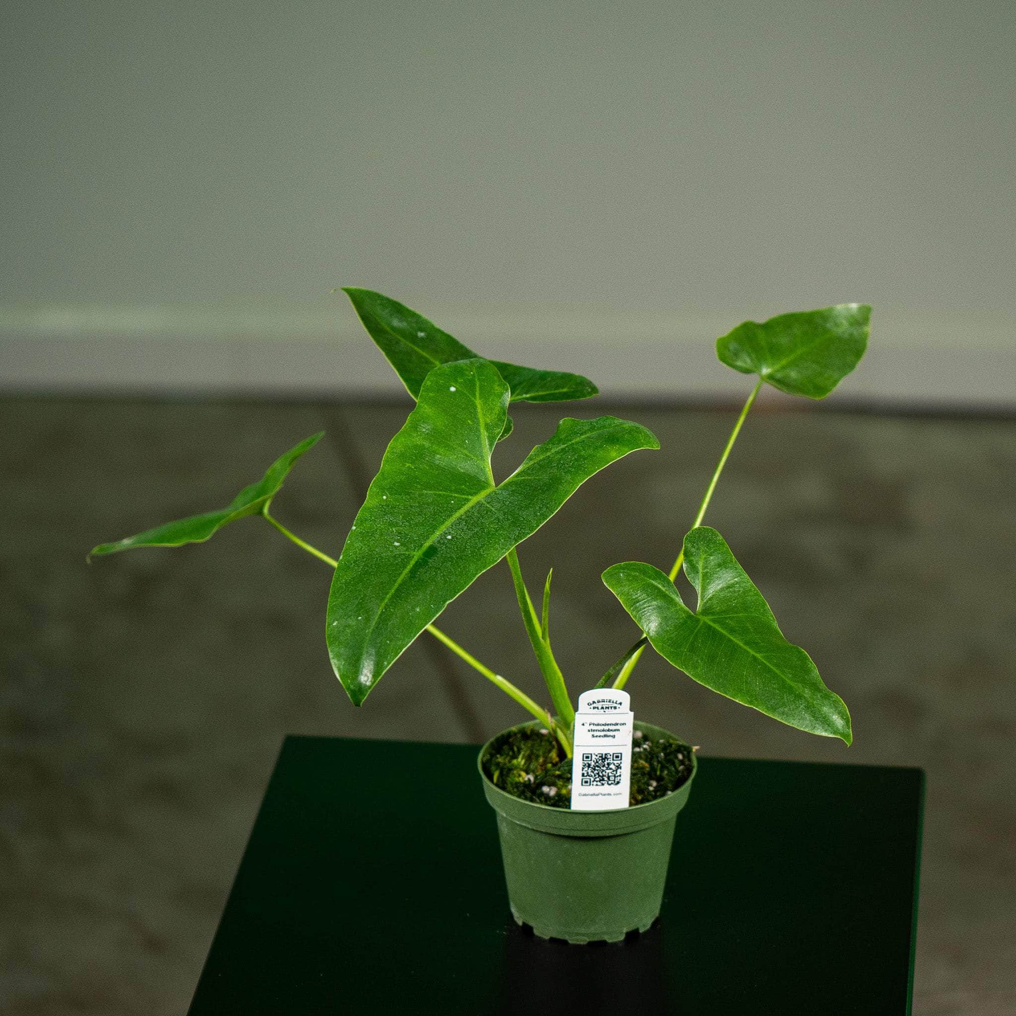 Gabriella Plants Philodendron 4" Philodendron stenolobum Seedling