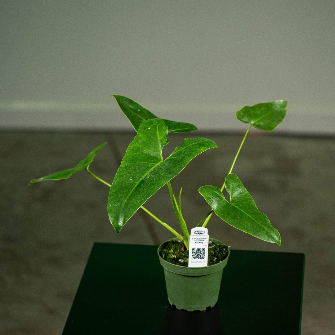 philodendron seedling Philodendron stenolobum Seedling