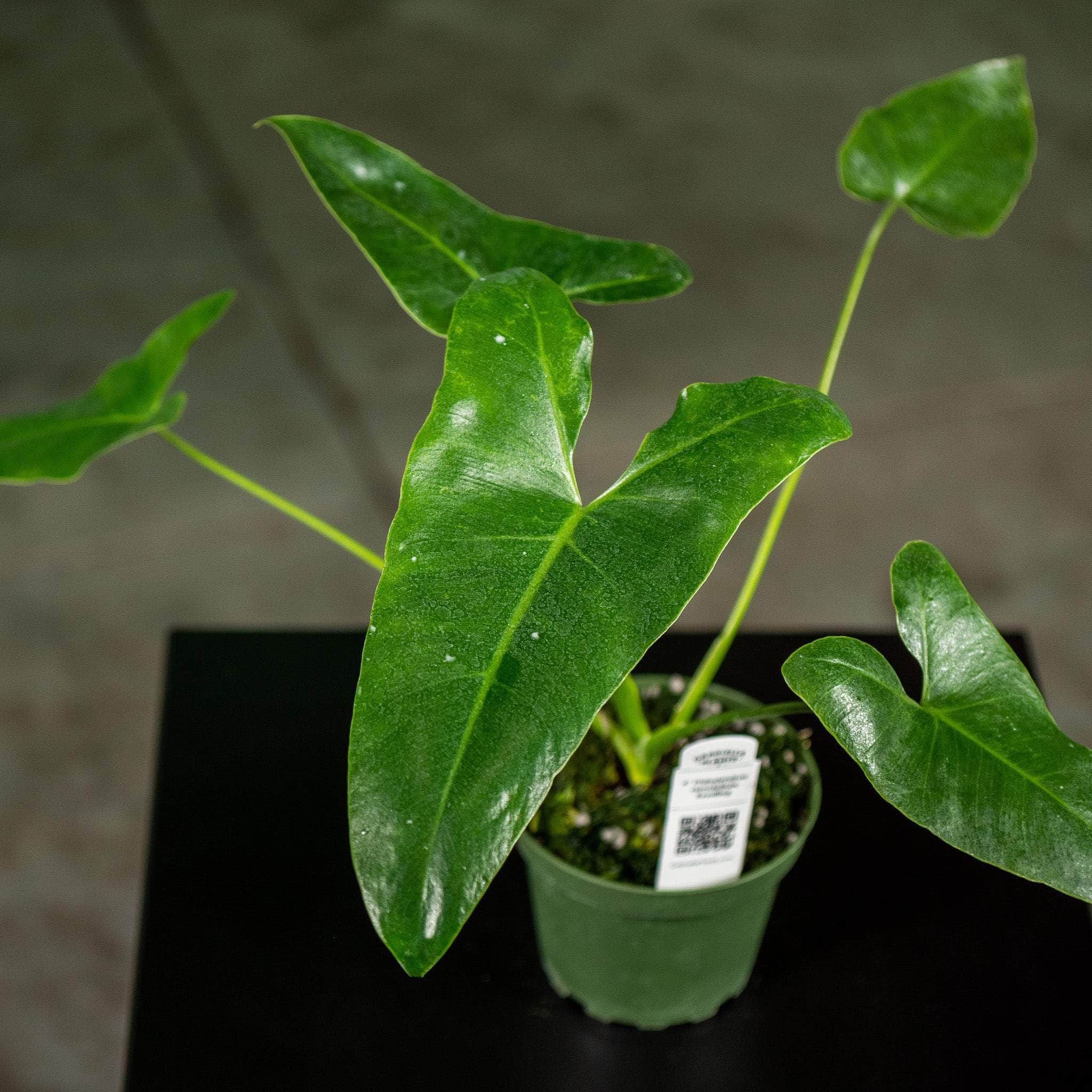 Gabriella Plants Philodendron 4" Philodendron stenolobum Seedling