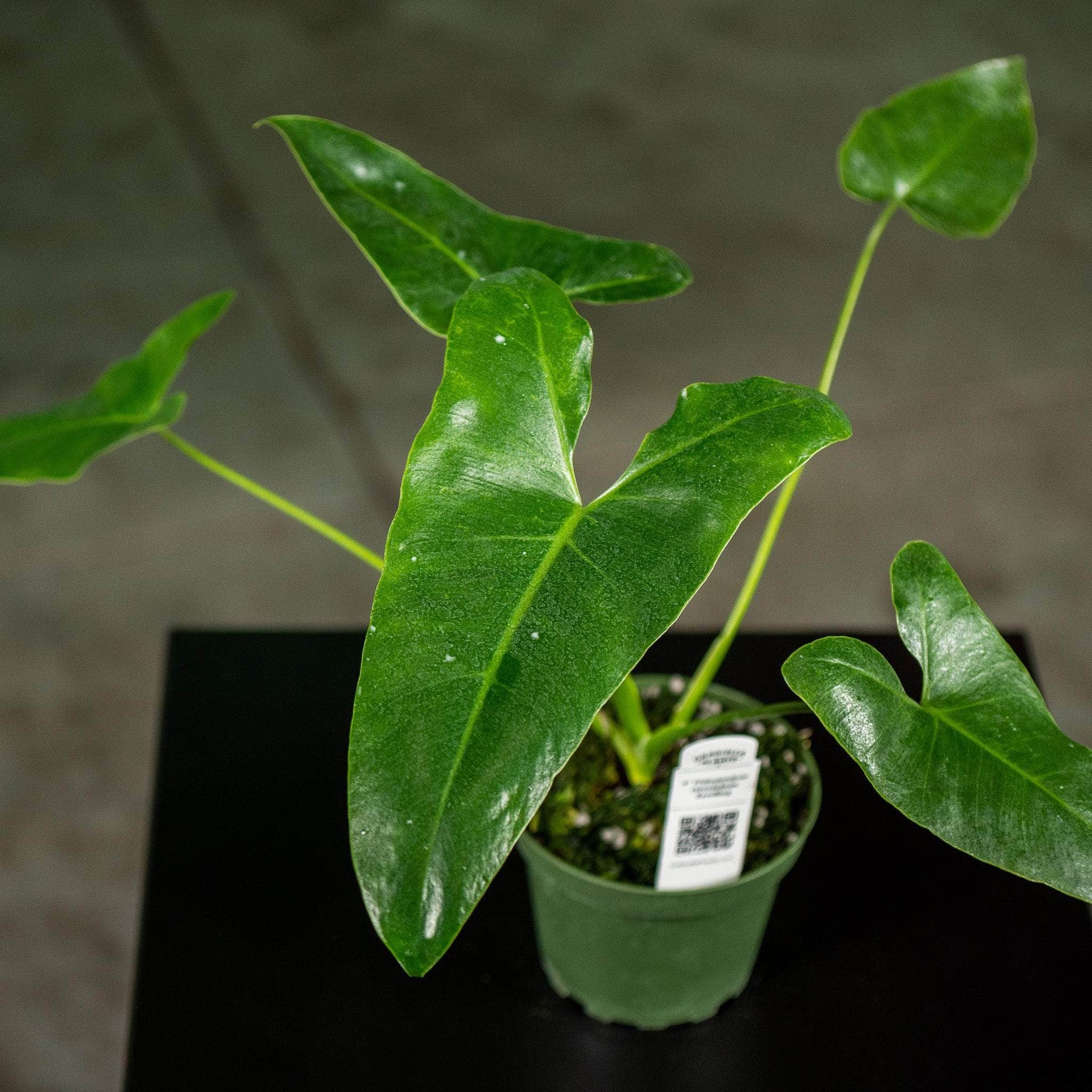 stenolobum philodendron Philodendron stenolobum Seedling